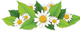 Экстракт ромашки